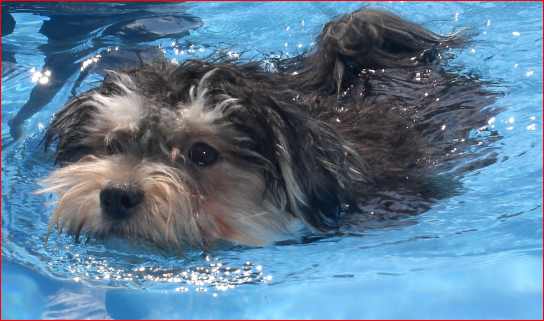 Balou (Malteser, Yorkshire Terrier) Malteser Yorkshire Terrier 